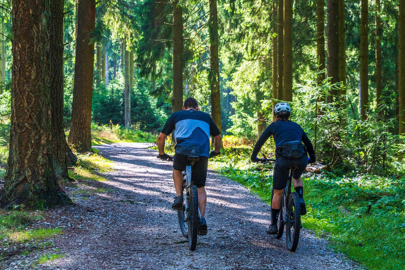 Caminos de bosque